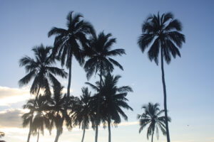 An interesting take on non-dairy milks