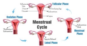 The menstrual cycle